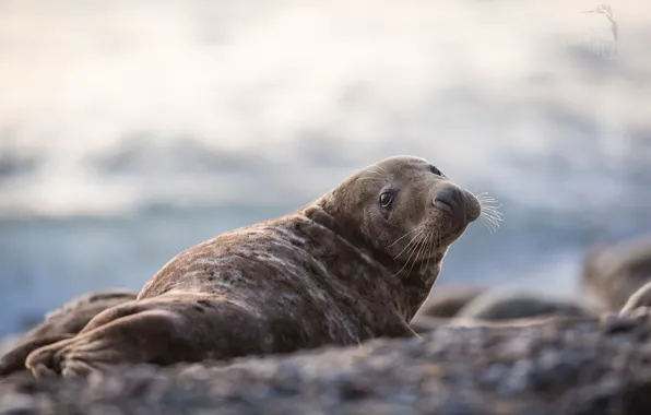 Picture nature, animal, seal, cub