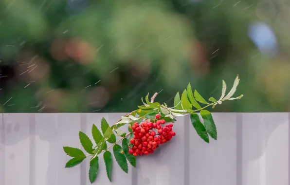 Picture autumn, leaves, branches, berries, rain, the fence, Rowan, bokeh