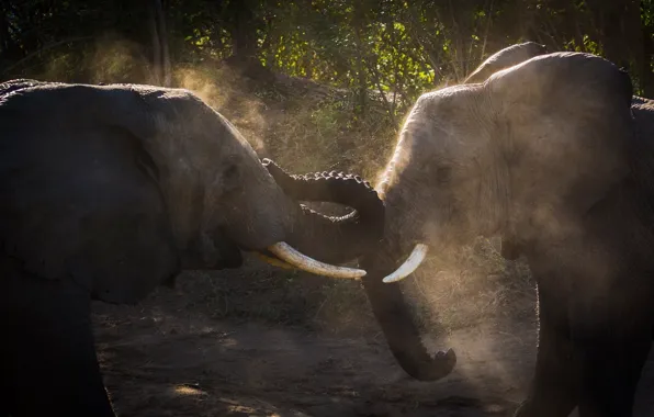 Fight, dust, pair, two, elephants, tusks