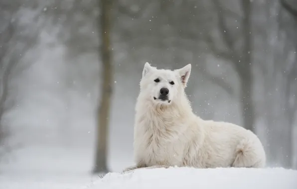 Winter, forest, look, snow, dog, Swiss shepherd dog