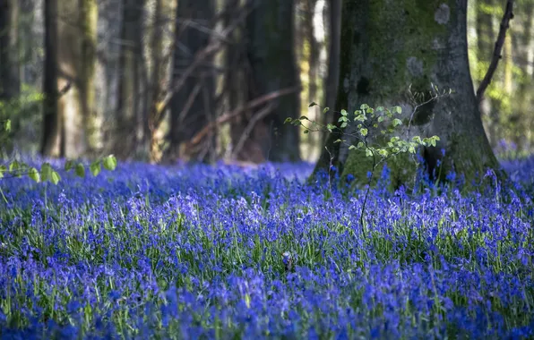 Forest, light, trees, flowers, branches, Park, trunks, glade