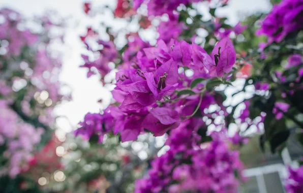 Leaves, light, flowers, branches, bright, blur, spring, pink