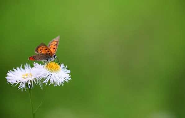 Flowers, green, background, butterfly, Metalic