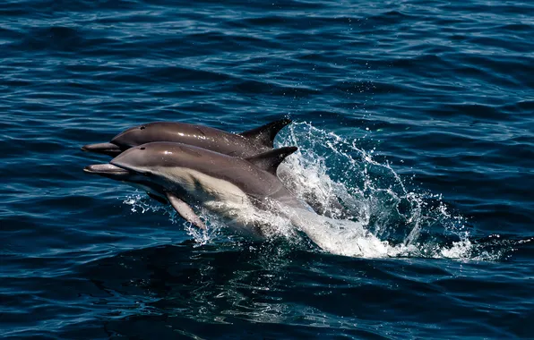 Picture sea, squirt, jump, pair, dolphins