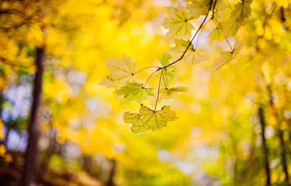 Autumn, leaves, nature