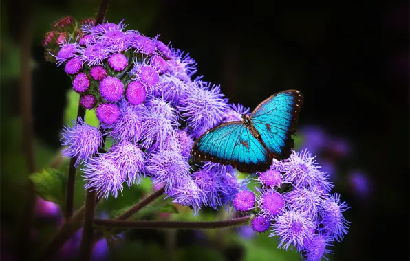 Picture flower, tropics, Wallpaper, butterfly, wings, exotic