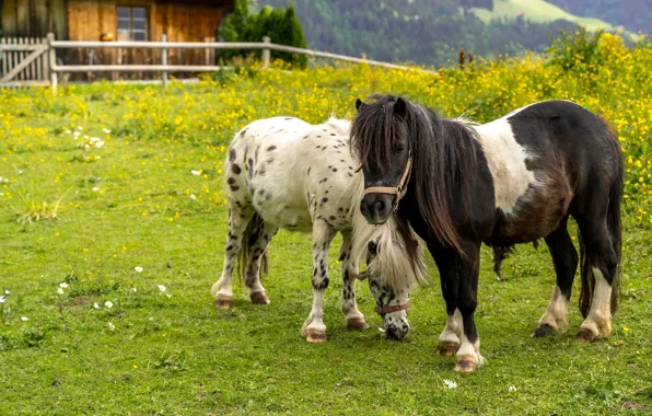 House, two, horses, horse, pair, pony, horses