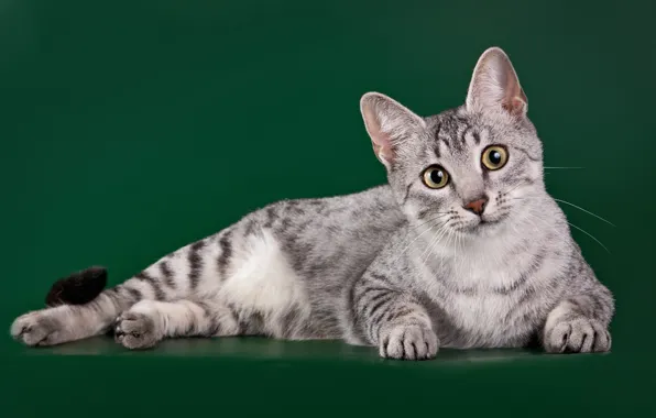 Picture cat, breed, the Egyptian Mau