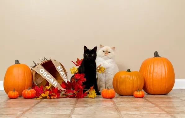 Autumn, language, cat, white, cat, cats, wall, holiday