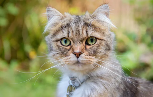 Cat, cat, look, portrait, collar, green eyes