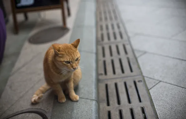Cat, street, red, cat