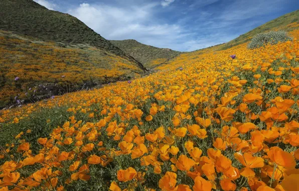 Flowers, Nature, Meadow