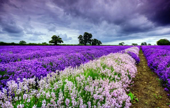 Field, the sky, clouds, trees, lavender