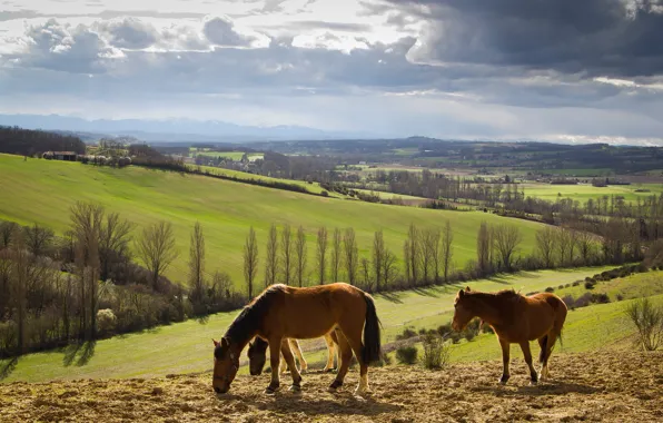 Picture hills, field, horses, dervla