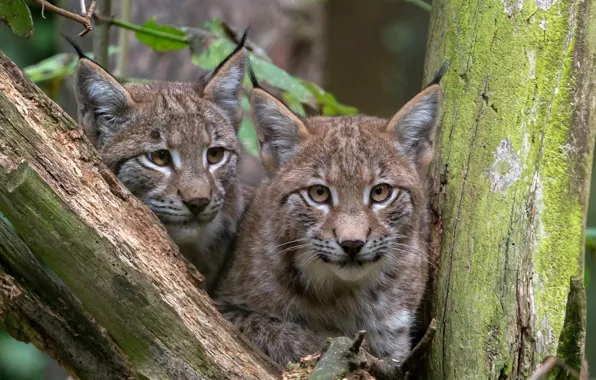 Look, pair, lynx, wild cat
