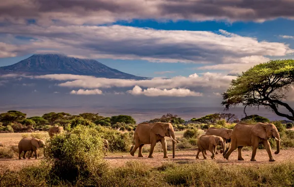 Picture the sky, clouds, trees, mountains, elephant, Savannah, Africa, elephants