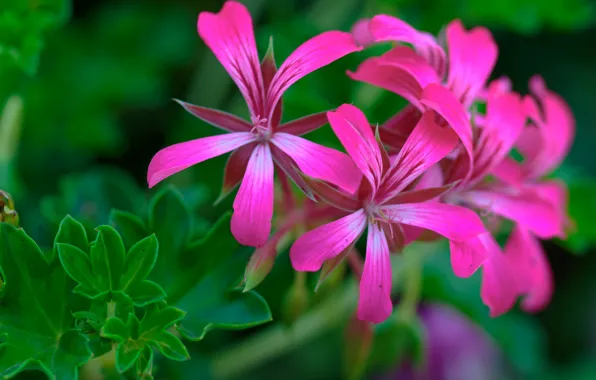 Macro, flowers, petals, inflorescence