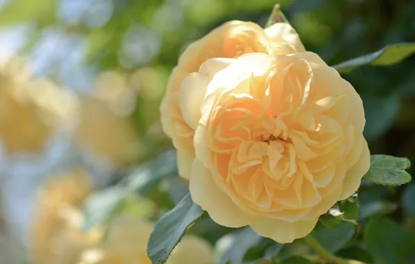 Macro, roses, petals, bokeh, yellow rose
