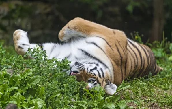 Picture cat, grass, tiger, stay, Amur, ©Tambako The Jaguar