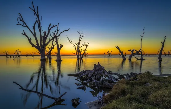 Picture trees, Australia, Lake Bonney