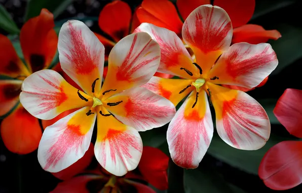 Picture macro, nature, petals, tulips