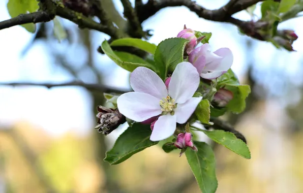 Picture macro, branch, spring, Apple