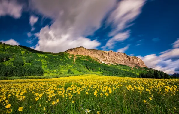 Clouds, flowers, mountains, meadow, Colorado, Colorado, Crested Butte Mountain Resort