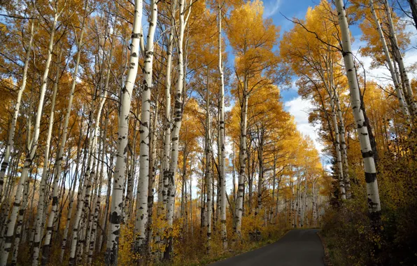 Road, autumn, nature, birch
