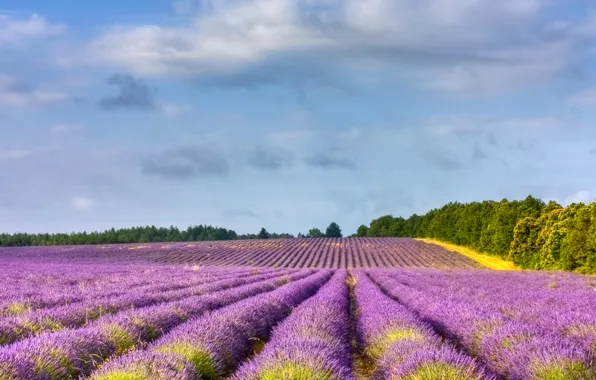 Field, trees, France, lavender, Provence