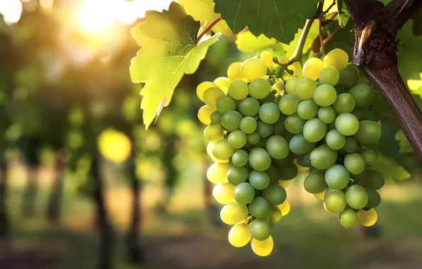 Summer, light, green, berries, garden, harvest, grapes, vineyard