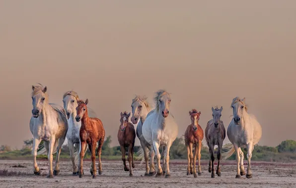 Field, the sky, horses, horse, walk, the herd