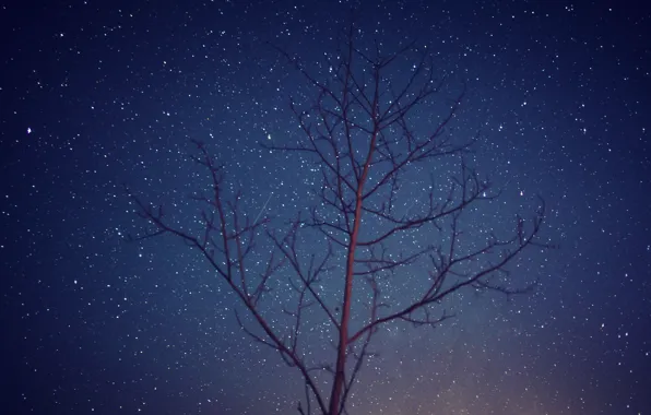 Picture space, stars, trees, night, branch