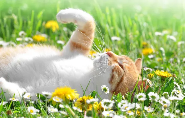Picture field, cat, cat, the sun, flowers, chamomile, lies, dandelions