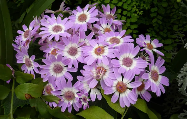 Picture leaves, nature, petals, meadow, flowerbed