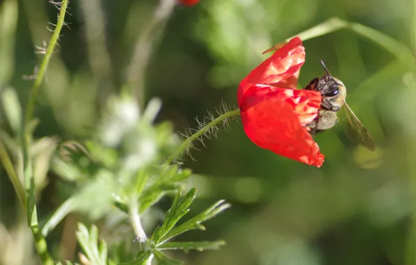 Macro, bee, insect