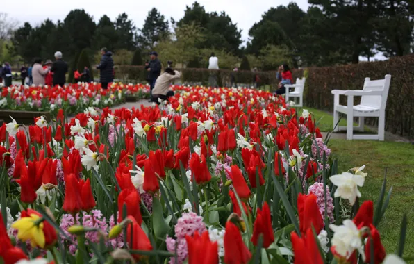 Tulips, Park, Holland, Daffodils