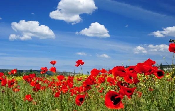 Picture the sky, clouds, flowers, Maki, meadow