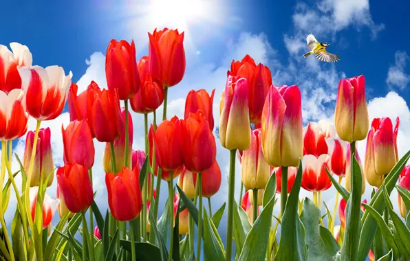 Picture the sky, bird, tulips