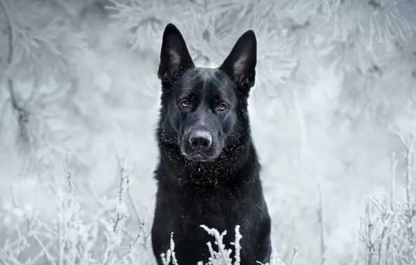 Frost, look, face, branches, dog, black, German shepherd