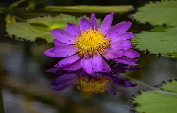 Flower, leaves, water, reflection, pink, pond, lilac, Nymphaeum