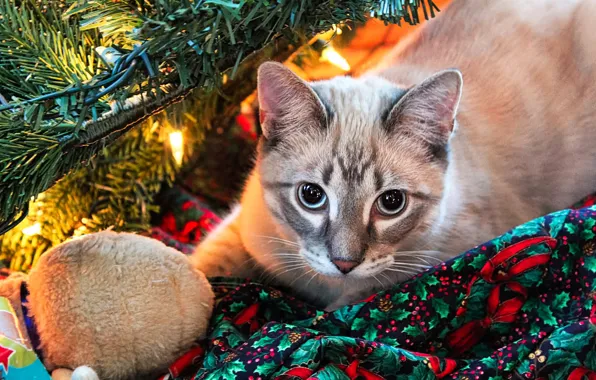 Cat, cat, look, pose, Christmas, New year, tree, face