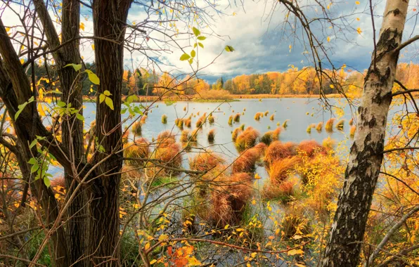 Picture trees, shore, bumps, pond, branches, autumn, forest