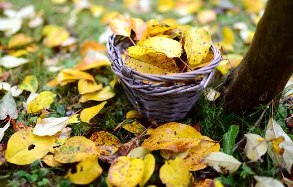 Autumn, grass, leaves, nature, glade, yellow, trunk, basket