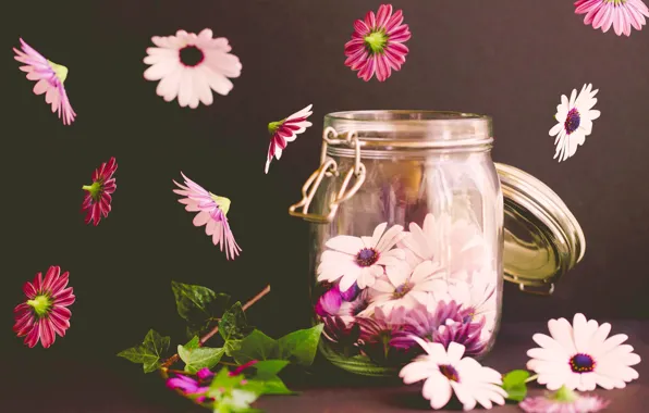 Macro, Bank, Osteospermum