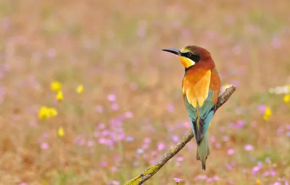 Picture flowers, bird, Golden bee-eater, peeled