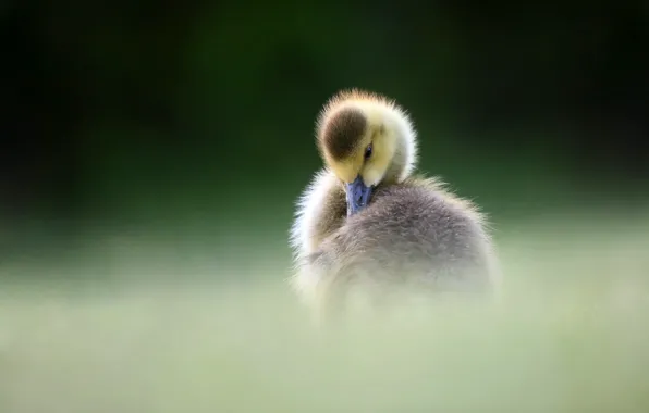 Pose, the dark background, bird, duck, duck, chick, goose, Gosling
