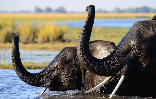 Elephant, bathing, pair, elephants, pond, trunk, muzzle, the elephant