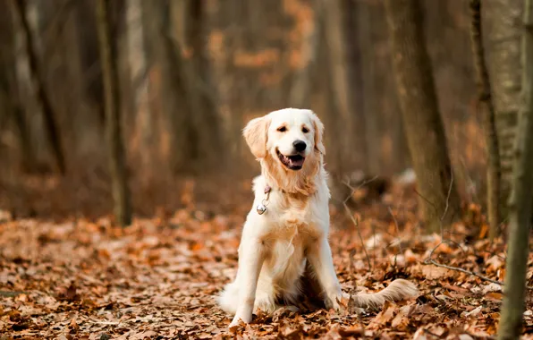 Look, nature, pose, dog, face, Retriever