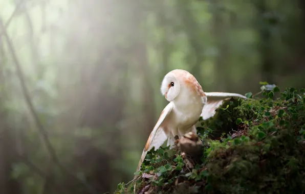 Forest, look, branches, pose, owl, bird, wings, plants