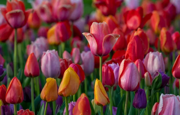 Tulips, buds, colorful, a lot